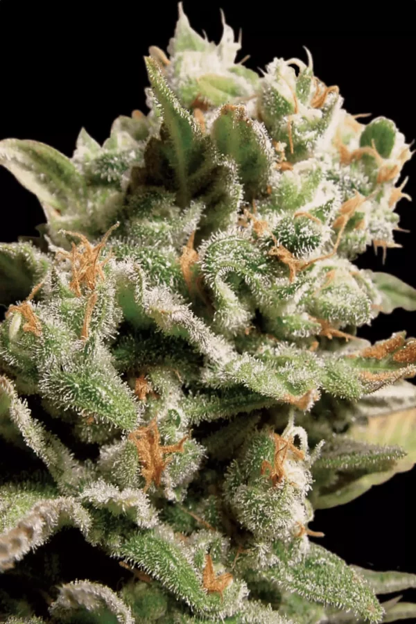 Paradise Seeds Dutch Dragon Fleurs