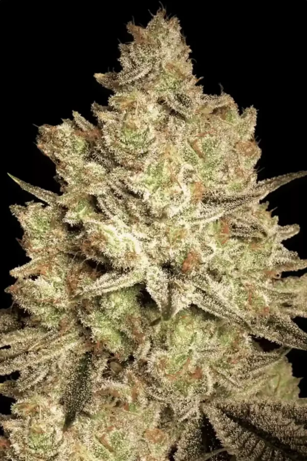 Paradise Seeds Jacky White Fleurs