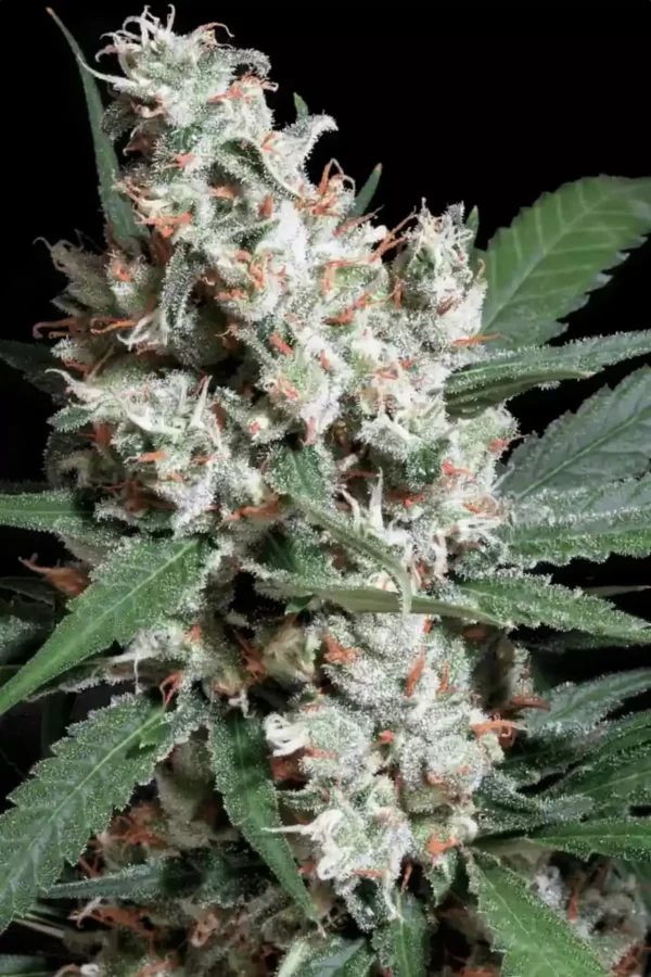 Paradise Seeds L.A. Amnesia Fleurs