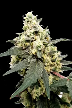 Paradise Seeds Lemonade Auto Fleurs