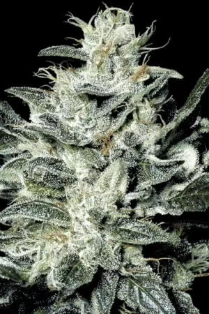 Paradise Seeds Sensi Star Fleurs