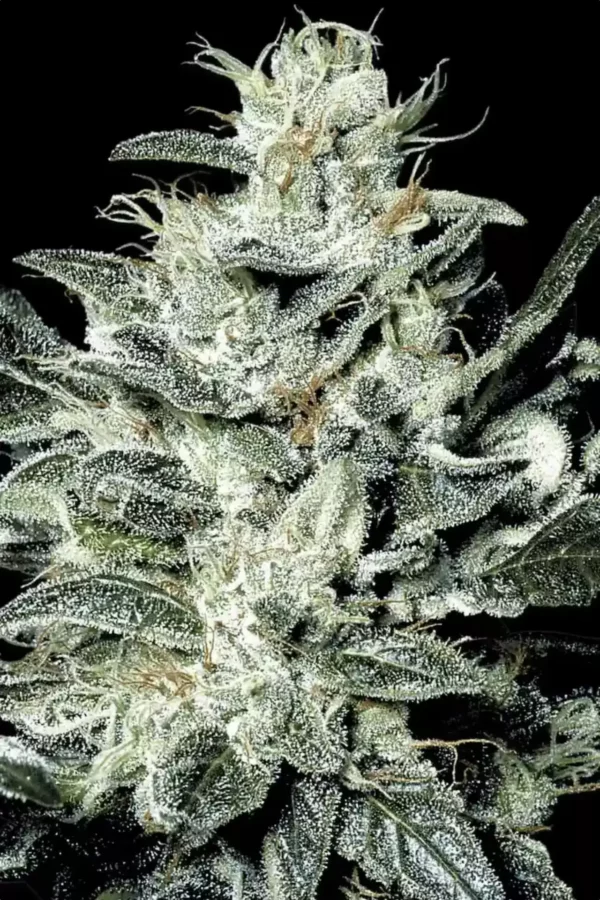 Paradise Seeds Sensi Star Fleurs