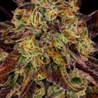 Paradise Seeds Tangerine Sorbet Fleurs