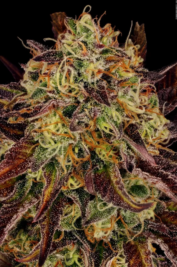 Paradise Seeds Tangerine Sorbet Fleurs