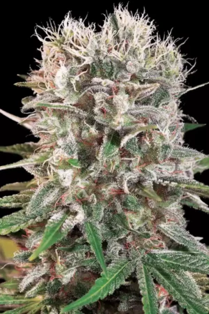 Paradise Seeds Wappa Fleurs