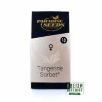 Paradise Seeds Tangerine Sorbet X10