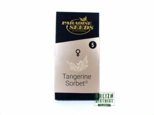 Paradise Seeds Tangerine Sorbet X5