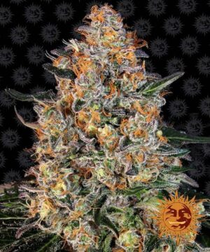 Barney's Farm Bubba Kush Fleurs