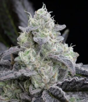 Silent Seeds L.A. Vanilla Cake Fleurs