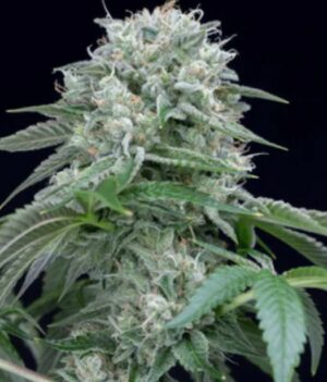 Silent Seeds Starfire OG Fleurs