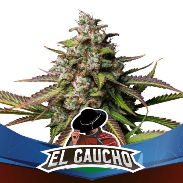 BSF El Gaucho Faster Flowering Fleur