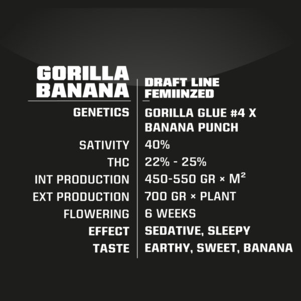 BSF Gorilla Banana X3