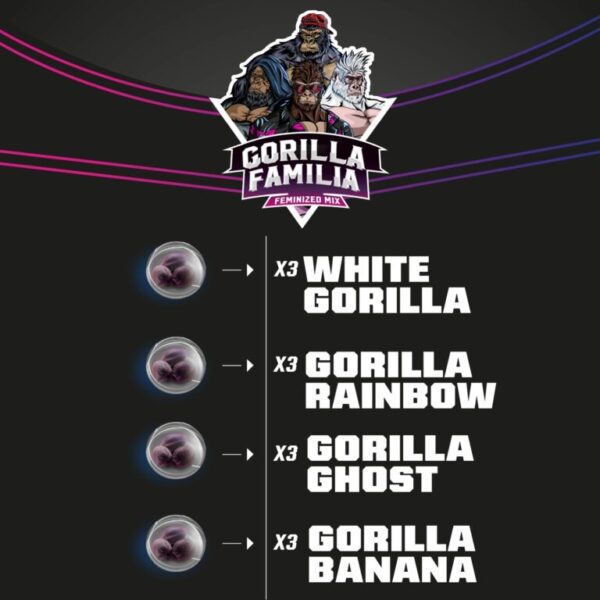 BSF Gorilla Familia X12