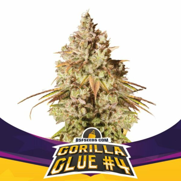 BSF Gorilla Glue #4 Fleurs