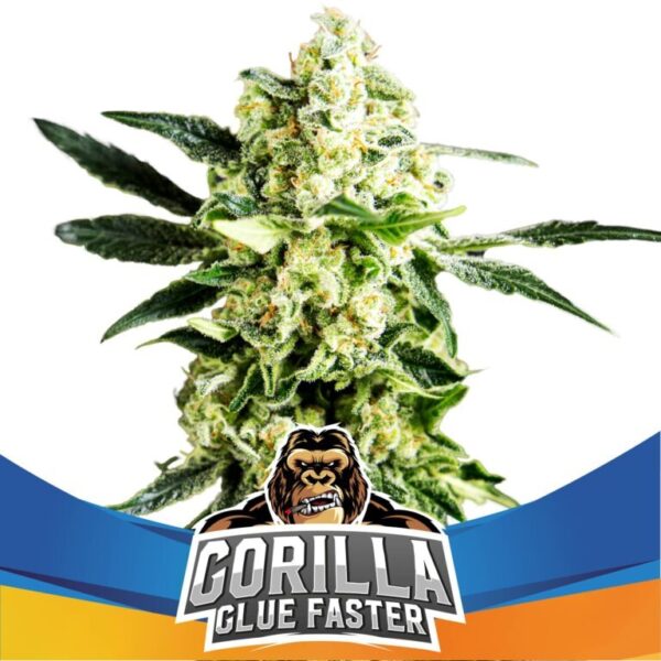 BSF Gorilla Glue Faster Fleurs