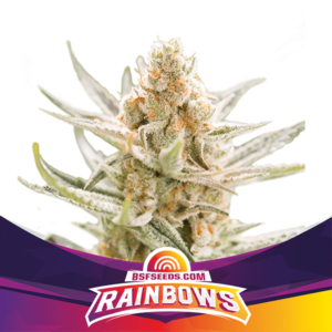 BSF Gorilla Rainbow Fleurs