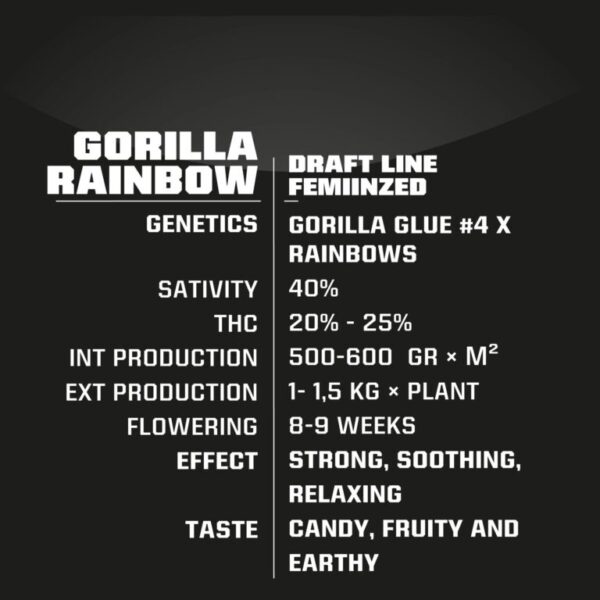 BSF Gorilla Rainbow X3