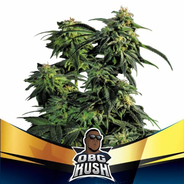 BSF OBG Kush Fast Version Fleurs