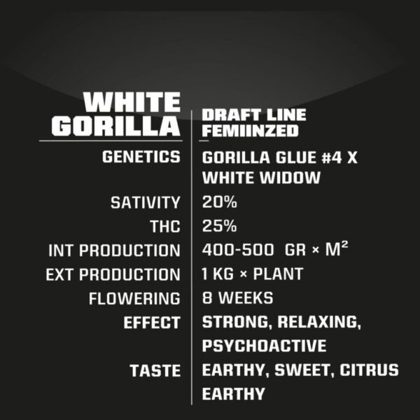 BSF White Gorilla X3