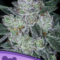Anesia Seeds Auto Future #1 Fleurs