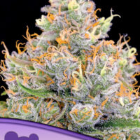 Anesia Seeds Future #1 Fleurs
