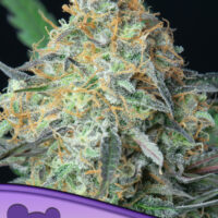 Anesia Seeds Rainbow Donut Fleurs