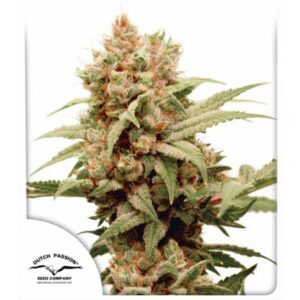 Dutch Passion Seed Company CGB-Force Fleurs