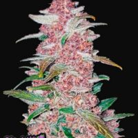 420 Fast Buds Blackberry Auto Fleurs