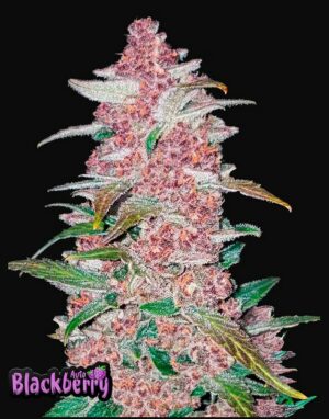 420 Fast Buds Blackberry Auto Fleurs