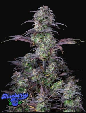 420 Fast Buds Blueberry Auto Fleurs