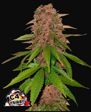 420 Fast Buds C4 Auto Fleurs