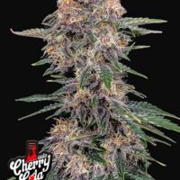 420 Fast Buds Cherry Cola Auto Fleurs