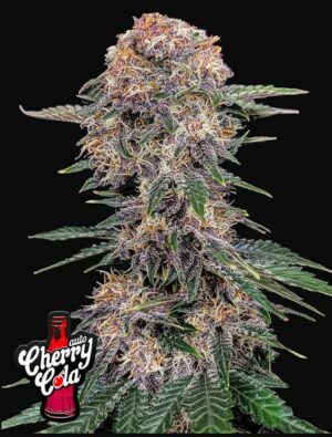 420 Fast Buds Cherry Cola Auto Fleurs