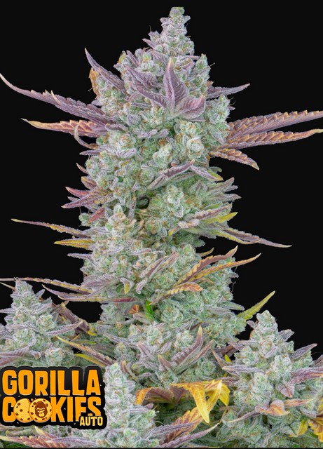 420 Fast Buds Gorilla Cookies Auto Fleurs