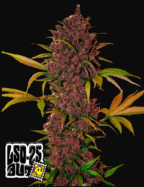 420 Fast Buds LSD-25 Auto Fleurs