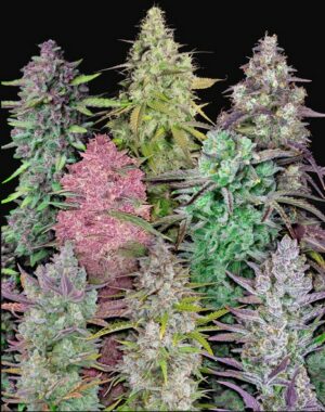 420 Fast Buds Mix Pack Auto Fleurs