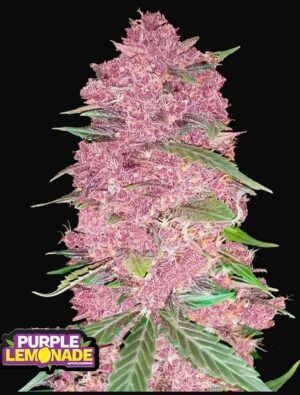 420 Fast Buds Purple Lemonade Auto Fleurs