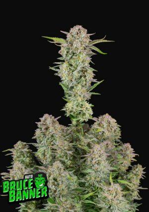 420 Fast Buds Bruce Banner Auto Fleurs