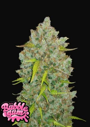 420 Fast Buds Bubblegum Auto Fleurs