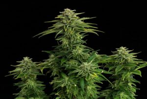 Kannabia Seed Company Zkit Kandy Dream Edition Fleurs