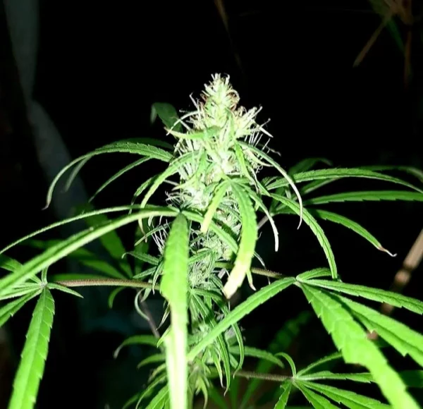 Khalifa Genetics 80's Durban Poison Regular Landrace Fleurs