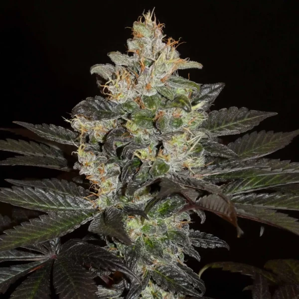 Khalifa Genetics Balkh Hashplant Regular Landrace Fleurs