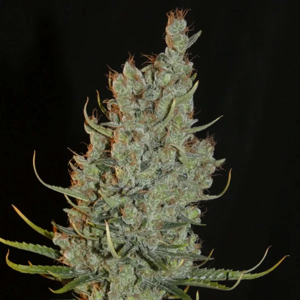 Khalifa Genetics Desert Skunk Fleurs