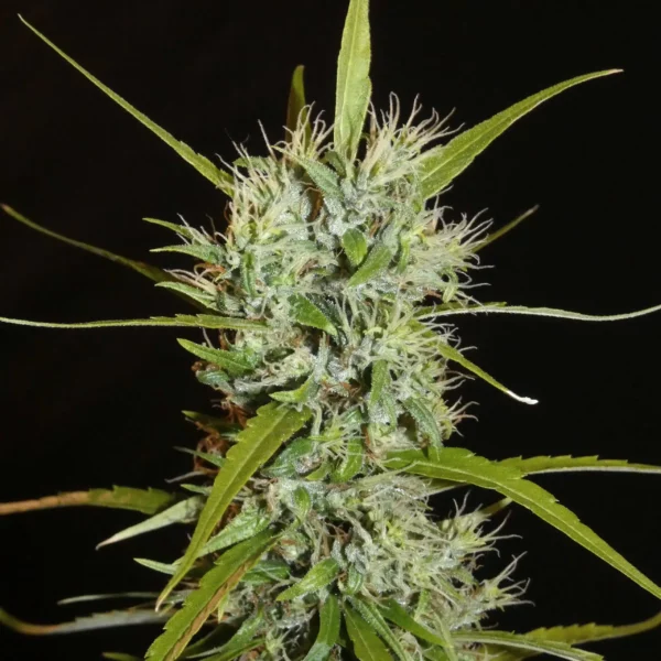 Khalifa Genetics Filipino kibungan Regular Landrace Fleurs