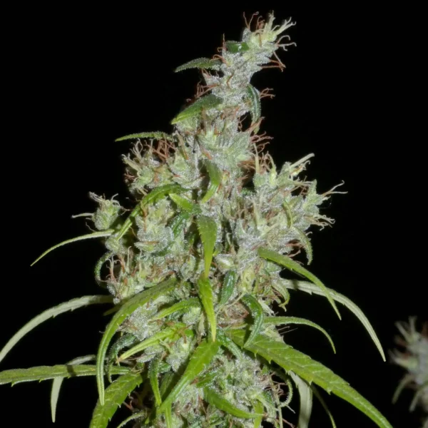 Khalifa Genetics Kullu Valley Regular Landrace Fleurs