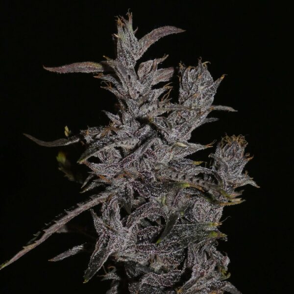 Khalifa Genetics Lao Highland Tribe Regular Landrace Fleurs