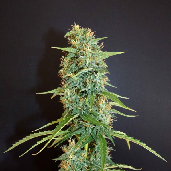 Khalifa Genetics Moroccan Beldia Regular Landrace Fleurs