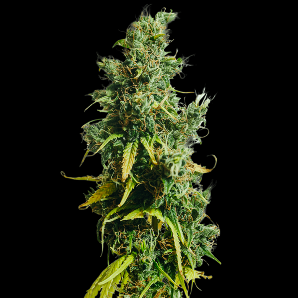 Khalifa Genetics Nigerian Sativa Regular Landrace Fleurs