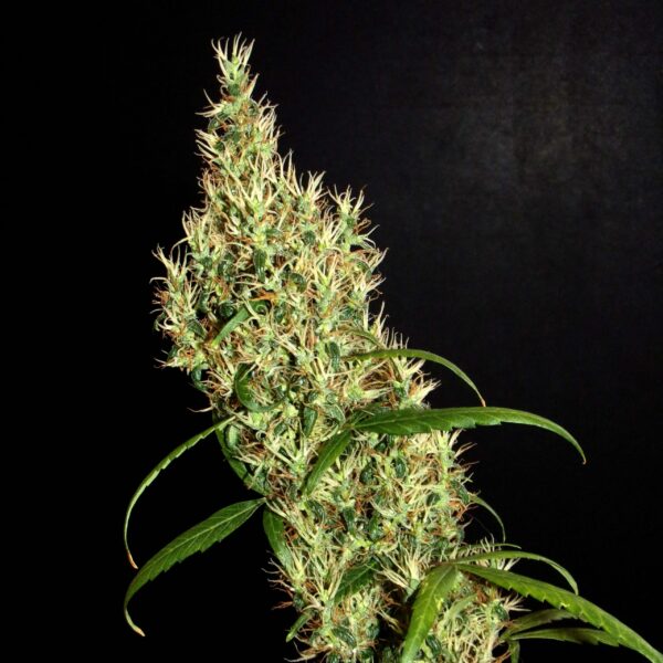 Khalifa Genetics Rasol Village Regular Landrace Fleurs