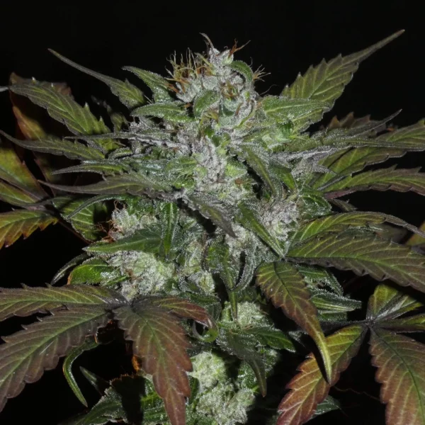 Khalifa Genetics Sheberghan Hashplant Regular Landrace Fleurs